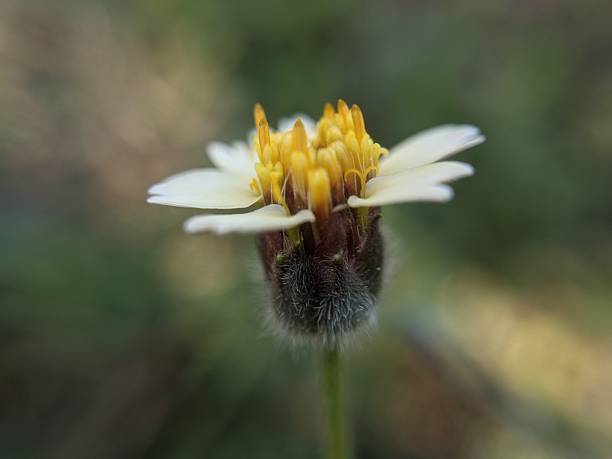 istock Plant of Tridax procumbens 2240142822