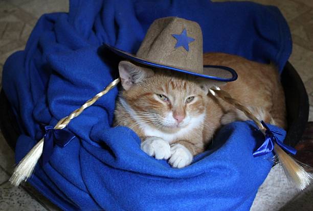 istock Halloween Costume for Cat 2240146284