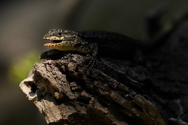 The head of a male Thin Tree Lizard (Liolaemus tenuis), sometimes called the Jewelled Lizard and a member of the Iguanid family of reptiles, emerges from the shadows in woodland near the Chilean capital of Santiago