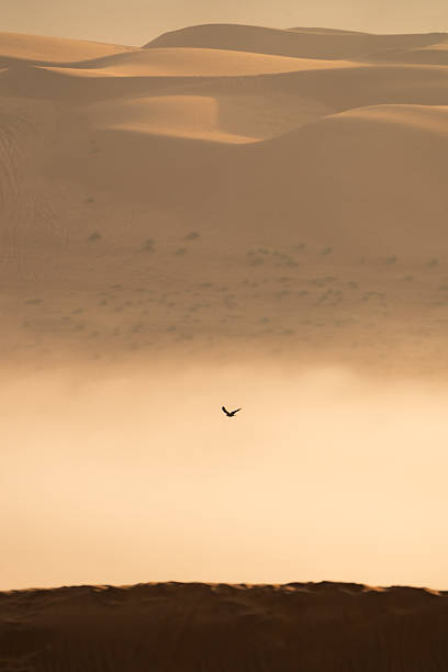 istock Bird flying over desert dunes in golden light 2240148051