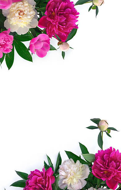 istock Pink and white peonies on a white background with space for text 2240149173