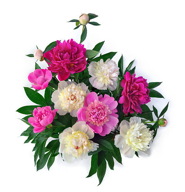 istock Pink and white peonies on a white background with space for text 2240149182