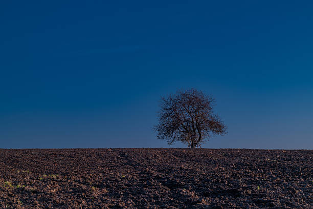 Cherry tree on green field with blue sky in Krkonose mountains in autumn morning