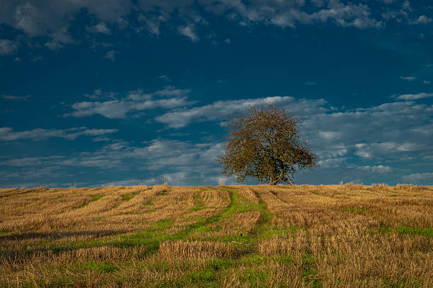Cherry tree on green field with blue sky in Krkonose mountains in autumn day