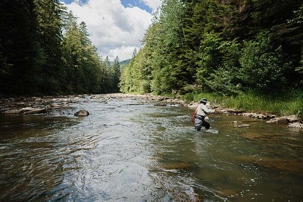Caught Brown Trout - Fish caught fly fishing in hand at water level surface before being released back into pristine mountain creek.