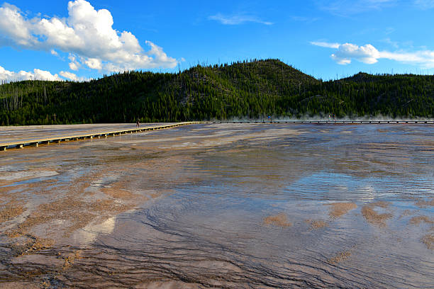Yellowstone National Park, Wyoming, United States: the terraced formations surrounding Grand Prismatic Spring in Yellowstone National Park's Midway Geyser Basin form through the precipitation of silica minerals, known as sinter, from the spring's hot alkaline runoff water as it cools while flowing outward in channels toward the Firehole River. This process creates layered, stepped deposits that build up over time, preserving the shapes and structures of underlying microbial mats. These terraces, often described as gracefully contoured shoulders along the runoff streams, host communities of thermophilic bacteria and archaea that produce the spring's rainbow colors—ranging from orange and red carotenoids in warmer zones to green chlorophyll in cooler areas—through temperature-dependent pigmentation. The sinter encases successive generations of these heat-loving microorganisms, forming a geological record of ancient microbial life in this extreme hydrothermal environment, which has evolved over thousands of years.