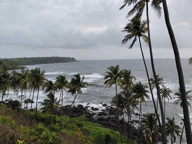 istock palm trees on the beach in Goa, coconut trees on the  Cabo De Rama Beach 2240152931