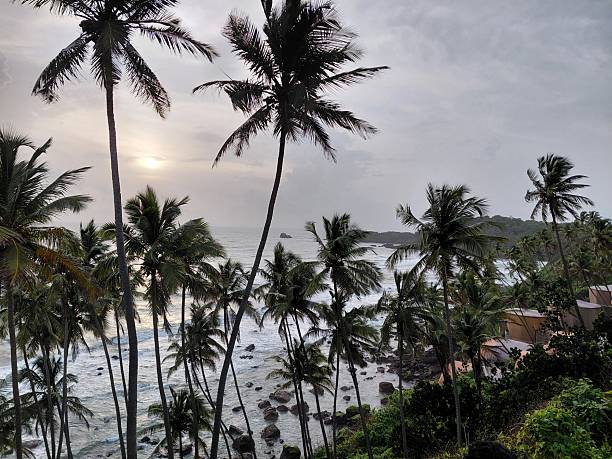 istock palm trees on the beach in Goa, coconut trees on the  Cabo De Rama Beach 2240152941