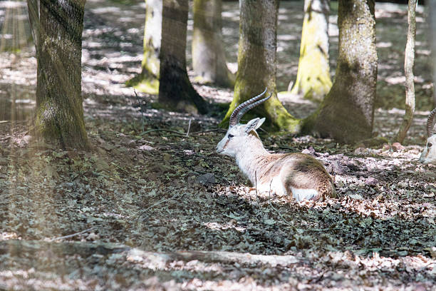 Graceful red deer Relaxing Among Trees in Natural Habitat