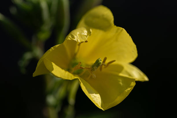 Flowers plants, beautiful flowering plants