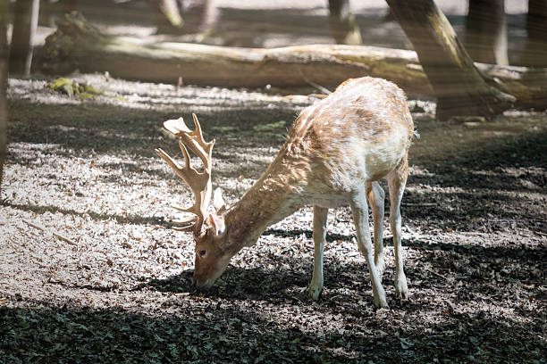 View of Deer grazing in a local park in Cheshire, UK