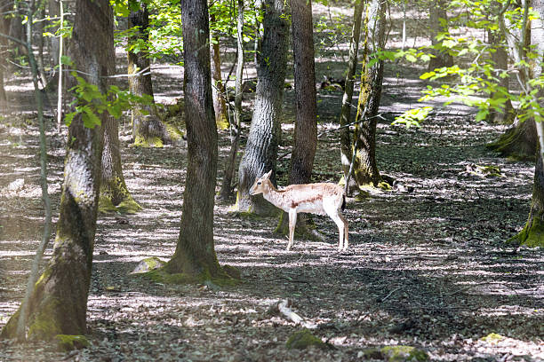 Graceful red deer Relaxing Among Trees in Natural Habitat