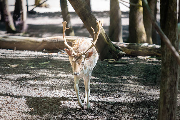 Graceful red deer Relaxing Among Trees in Natural Habitat
