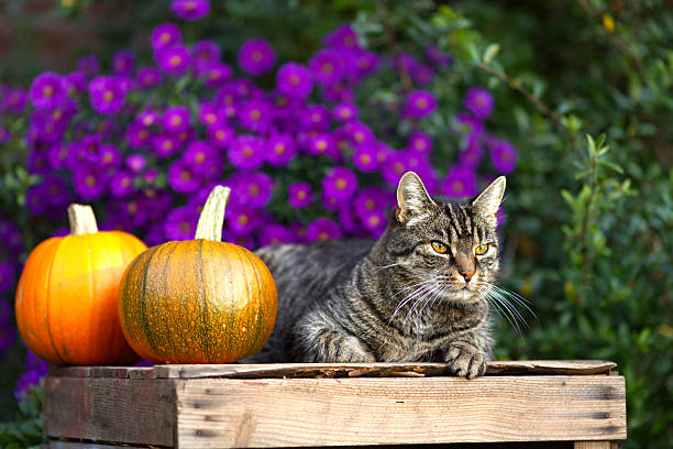 Cute tabby short hair cat looks attentively to the right