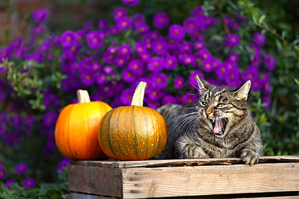 Cute tabby short hair cat yawns and makes a funny face