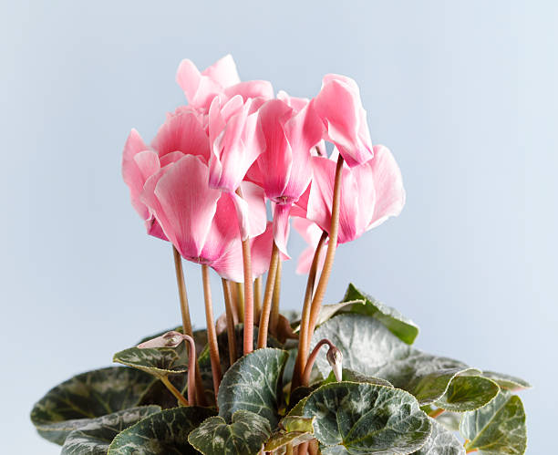 Group of cyclamen flowers