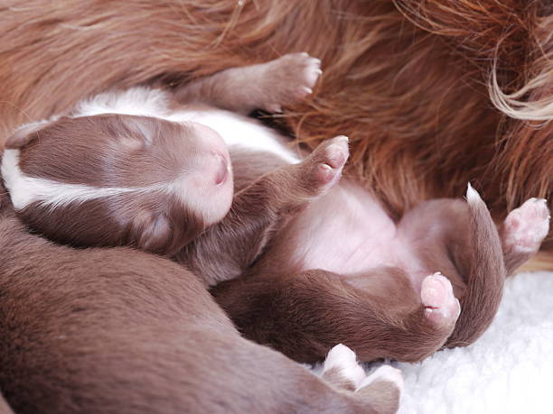 istock Brown puppy is laying on its back with its mother 2240160932