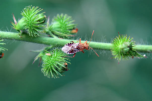 The scentless plant bug Rhopalus subrufus on a plant