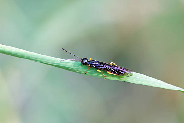 istock The stem sawfly Calameuta filiformis 2240161384