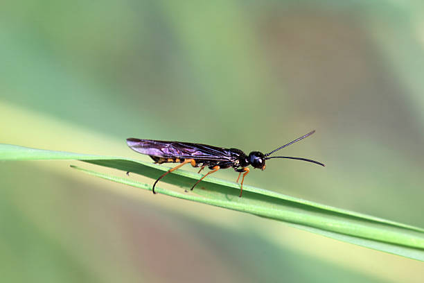 istock The stem sawfly Calameuta filiformis 2240161390