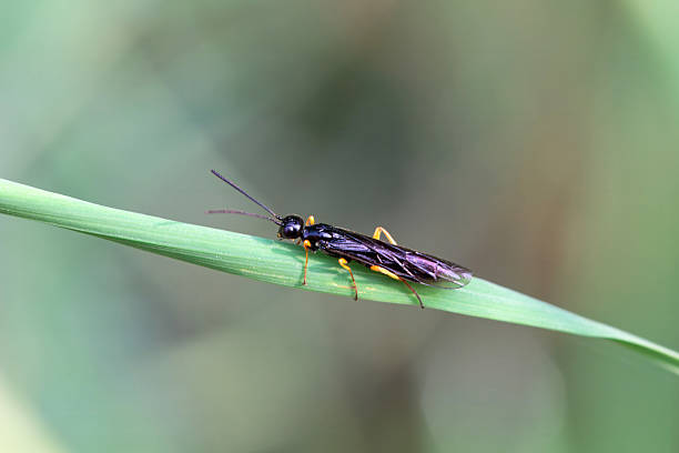 istock The stem sawfly Calameuta filiformis 2240161392