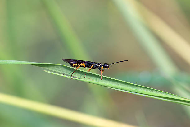 istock The stem sawfly Calameuta filiformis 2240161397