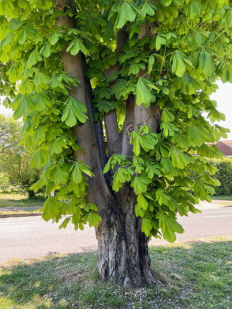 istock Old horse chestnut tree with multiple trunks and beautiful fresh sprintime foliage. The tree is casting its own shade on a sunny day. 2240161822