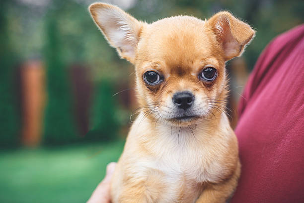 istock Cute small tan puppy with big dark eyes being held outdoors, showing innocence, warmth, and companionship, perfect for pet care promotions, animal adoption campaigns, or emotional lifestyle concepts 2240162470