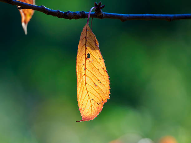 Solitary leaves on a tree in autumn