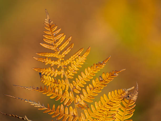 Common fern in autumn