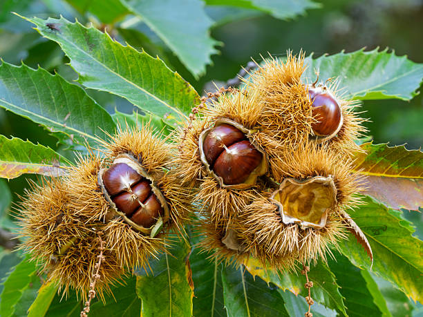 istock Leaves and fruit of the common chestnut 2240164664