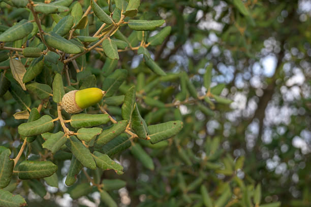 Kermes oak, Quercus coccifera, with acorns and leaves. This is the only oak species that grows as a bush