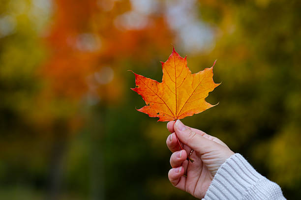 istock Female hand in white knitted sweater holding orange maple leaf on blurred background of colorful autumn forest 2240165302
