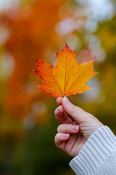 istock Female hand in white knitted sweater holding orange maple leaf on blurred background of colorful autumn forest 2240165320