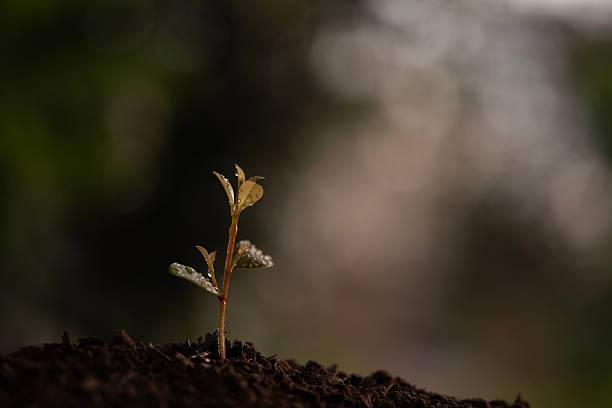 istock Ficus annulata, evergreen fig tree sprout growing under autumn sunlight 2240167199