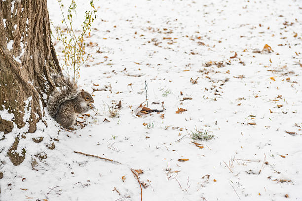 This is a photo of a squirrel eating by a tree trunk a cold winter day in Central Park, New York.