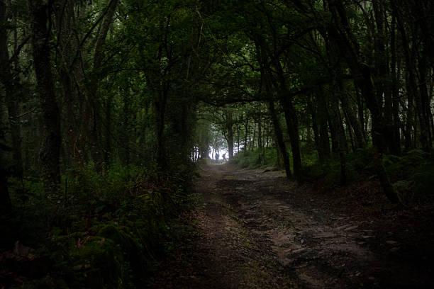 Pilgrim trail on the Camino Primitivo in Spain winding through a dense, atmospheric forest tunnel, with distant light at the end symbolizing hope and journey's goal