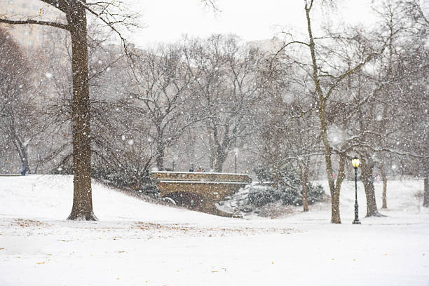 This is a photograph of snow falling on a cold winter day in Central Park, New York City.