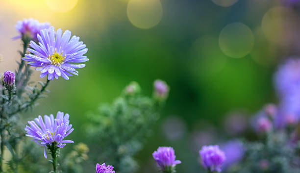 istock Bushy aster flowers with bokeh light and space for copy 2240171258