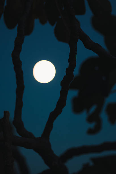 View of a white round moon against a dark blue sky through the thick black branches of a gnarled tree. Moonlight washes the deep blue night, disk glows, mysterious cinematic mood