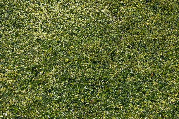 istock This is grass that grows naturally and requires adequate soil, water and light conditions 2240177487