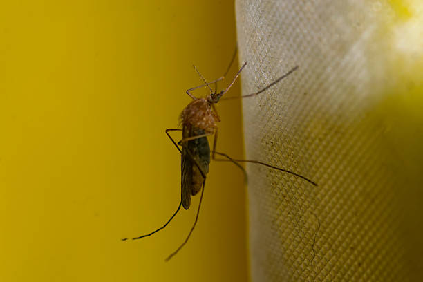 istock Mosquito perched on a yellow bath curtain 2240177955