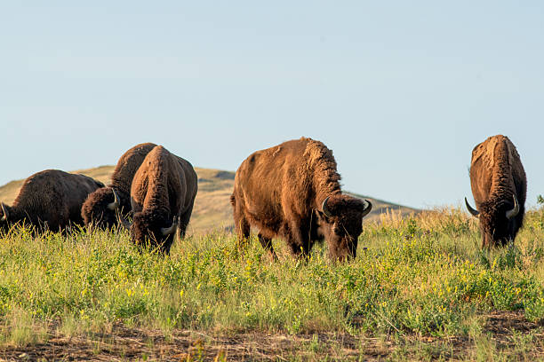 istock The Bison Range is home to a herd of approximately 350 Bison. 2240179907