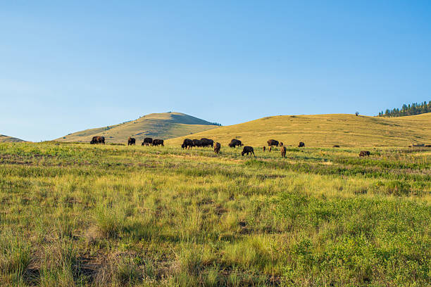 istock The Bison Range is home to a herd of approximately 350 Bison. 2240179917