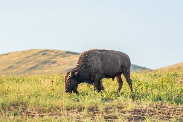 istock The Bison Range is home to a herd of approximately 350 Bison. 2240179919