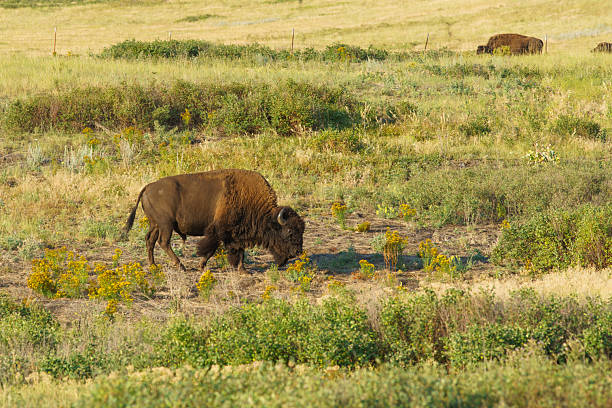istock The Bison Range is home to a herd of approximately 350 Bison. 2240179930