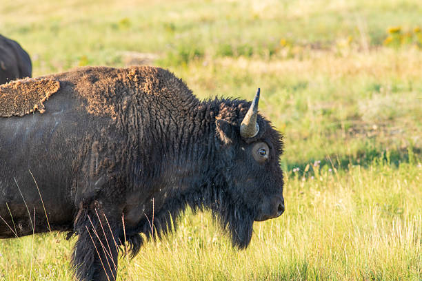 istock The Bison Range is home to a herd of approximately 350 Bison. 2240179940