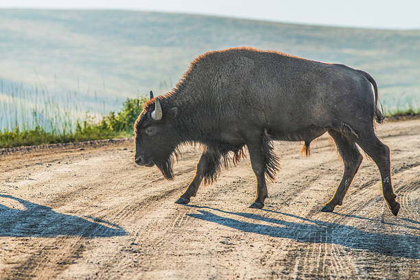 Today, in western Montana, visitors have an extraordinary opportunity to visit the tribally managed Bison Range.  Drive two, self-guided tours and end up literally alongside these extraordinary mammals.