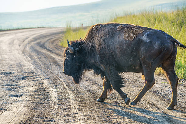 Today, in western Montana, visitors have an extraordinary opportunity to visit the tribally managed Bison Range.  Drive two, self-guided tours and end up literally alongside these extraordinary mammals.