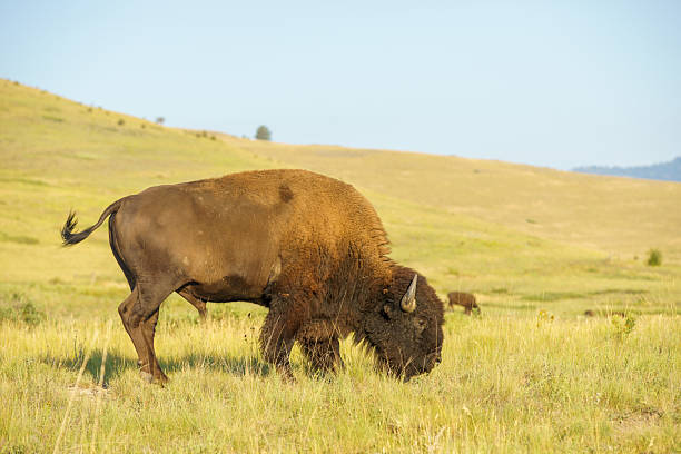 istock The Bison Range is home to a herd of approximately 350 Bison. 2240180083